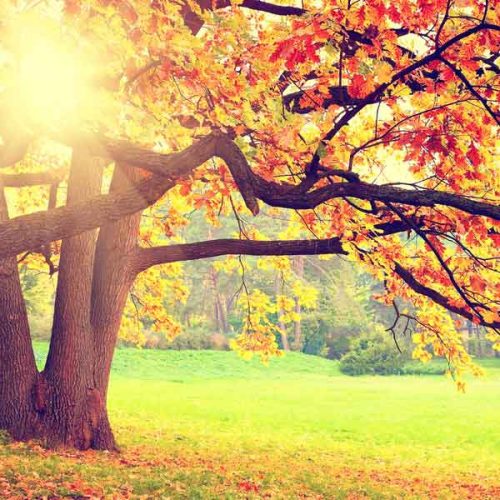 Quando Começa o Outono de 2025: Descubra Tudo Sobre Esta Estação